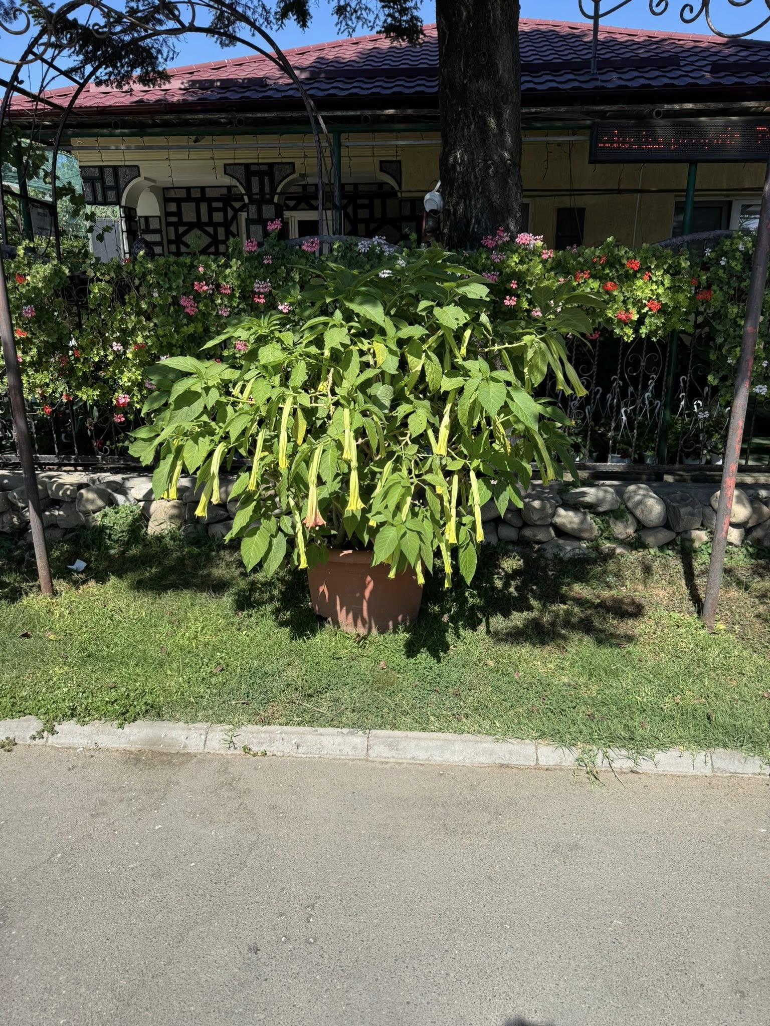 Fabrica de Plante